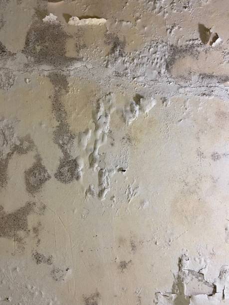 Best Residential Mold Remediation in Howe, TX