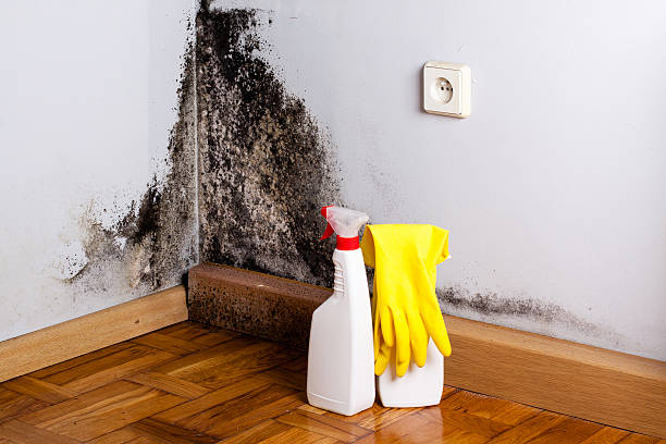 Best White Mold Remediation in Howe, TX