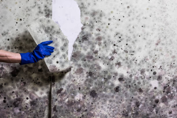 Best Black Mold Remediation in Howe, TX