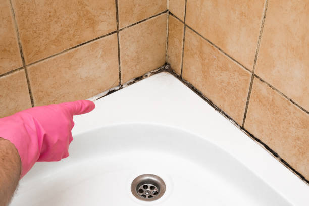 Best Localized Mold Remediation (e.g., coastal areas, humid climates) in Howe, TX